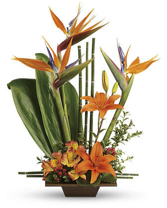 Birds of Paradise
