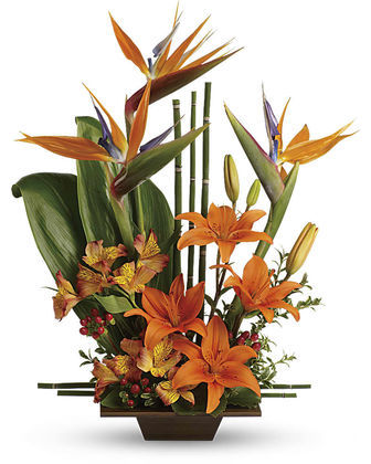 Birds of Paradise