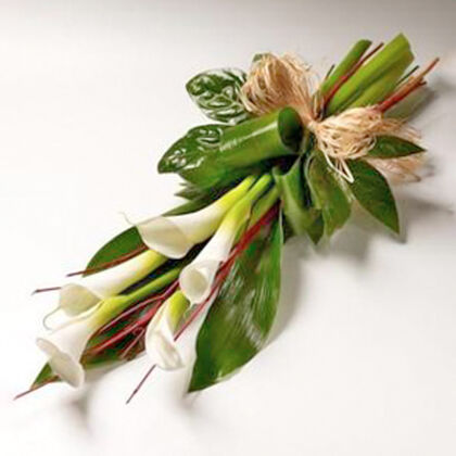 Calla Lily