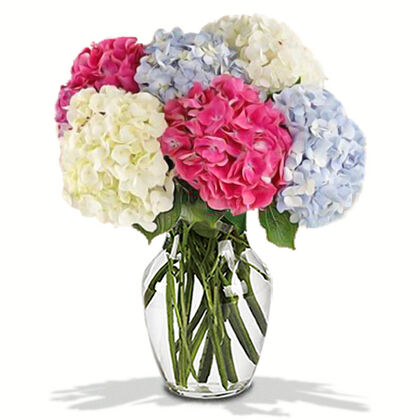 Mixed Hydrangeas