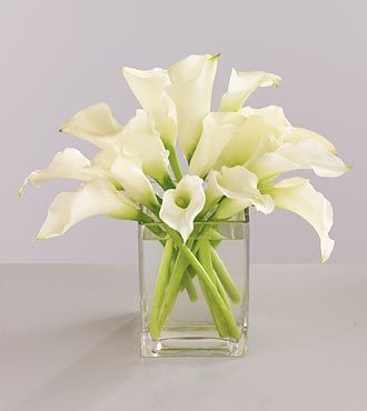 White Calla Lily