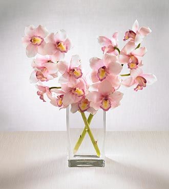 Pink Cymbidium Orchids