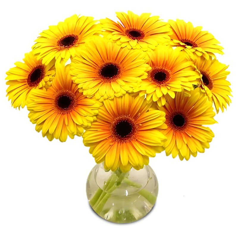 Yellow Gerbera Daisies in Vase a2335 Flower Delivery Flower Shop