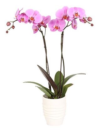 Pink Phalaenopsis Orchid