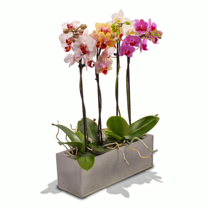Phalaenopsis Orchid