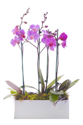 Phalaenopsis Orchid