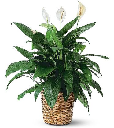 Peace Lily Plant - Large