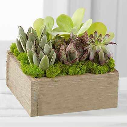 Contemporary Succulent Dish Garden