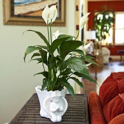 Sympathy Peace Lily a3265 Flower Delivery Flower Shop