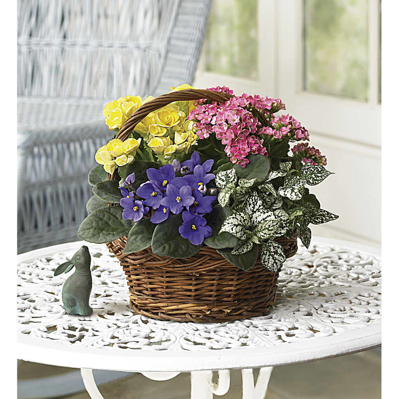 Spring Has Sprung Mixed Basket a3616 Online Plant Shop