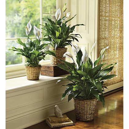 Simply Elegant Spathiphyllum (Peace Lily) - Large