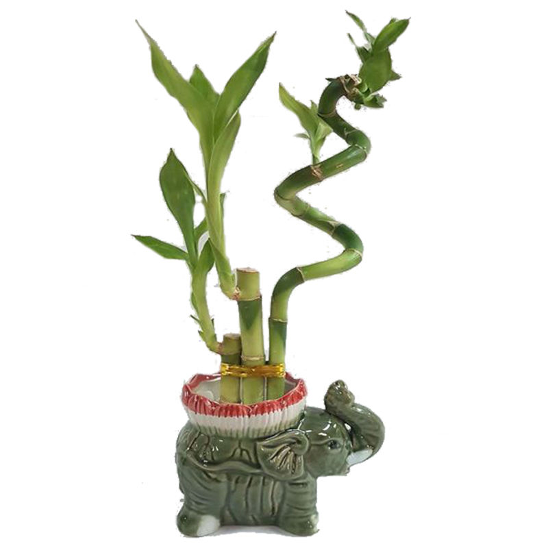 Lucky Bamboo Elephant Planter a3988 Online Plant Shop