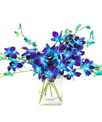 Blue Dendrobium Orchids in Vase