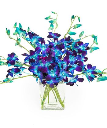 Blue Dendrobium Orchids in Vase