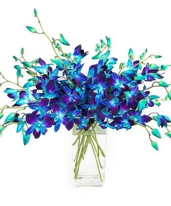Blue Dendrobium Orchids in Vase