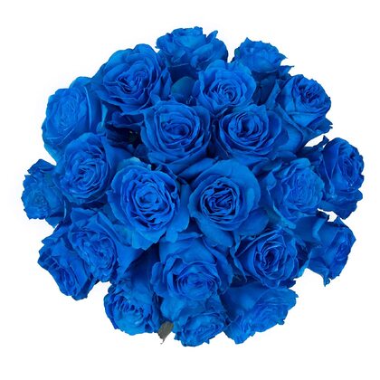 Blue Moon Roses