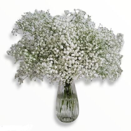 Baby's Breath Vase Arrangement
