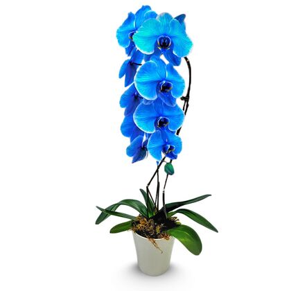 Blue Orchid Plant a6096