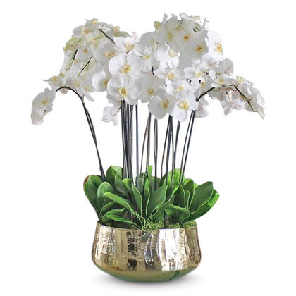 Glorious Phalaenopsis Orchid Centerpiece