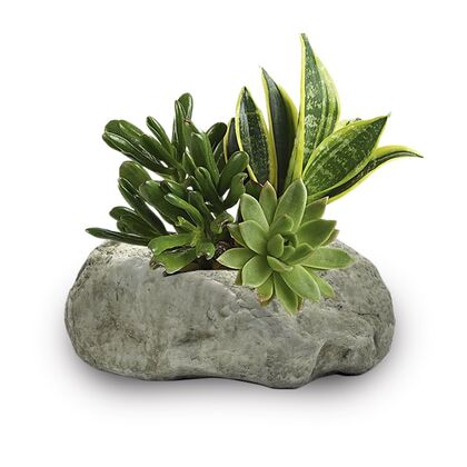 Succulent Rock Garden