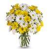 10 Stems Daisy