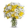 15 Stems Daisy