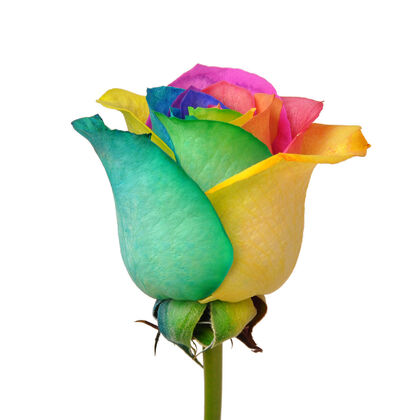 100 Premium Rainbow Roses