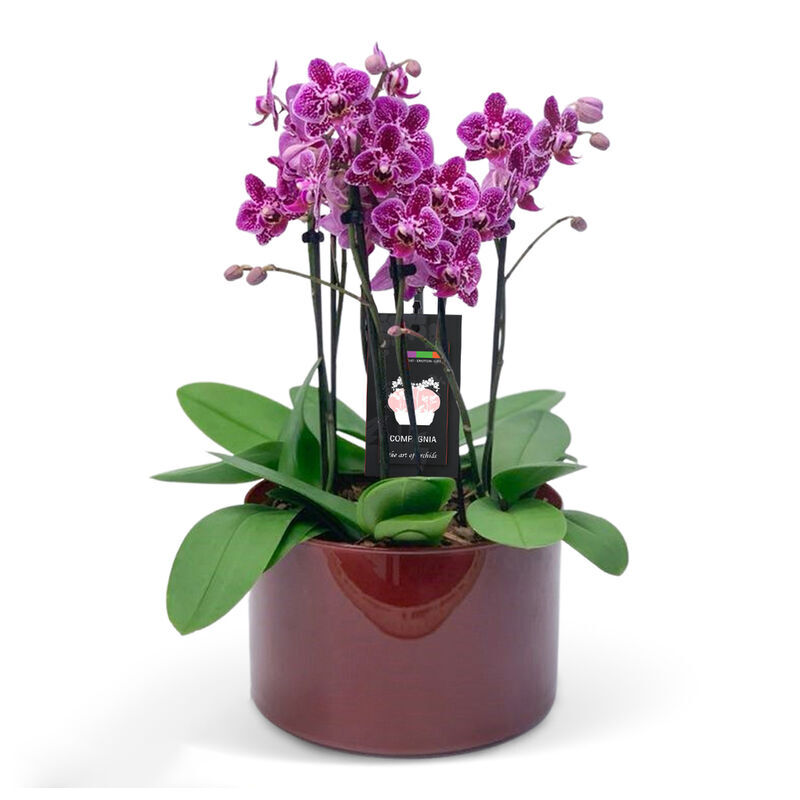 Mulberry Orchids Planter a8073 Online Plant Shop