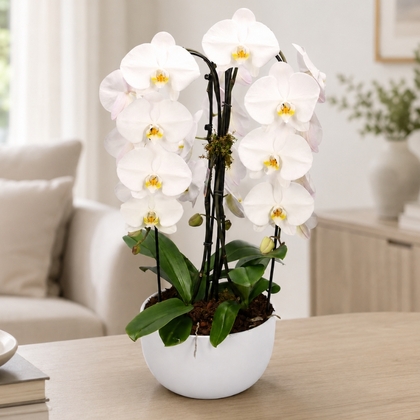 Luxury Cascading Orchids in White