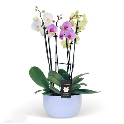 Assorted Magnifica Orchid Planter
