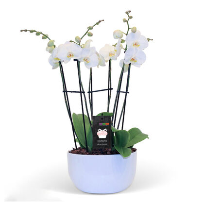 6 Spikes White Orchid Planter
