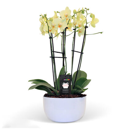 Golden Magnifica Orchid Planter