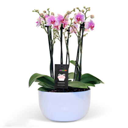 Prime Mini Orchid Planter