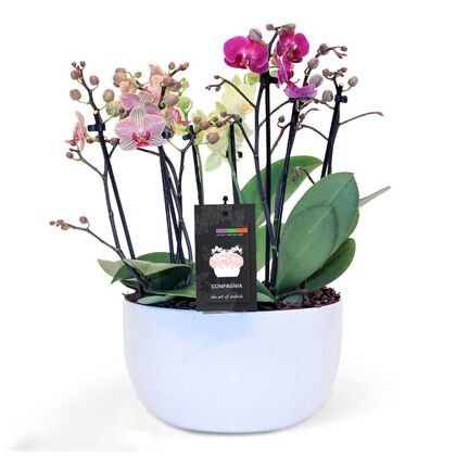 Assorted Orchid Bowl for Office