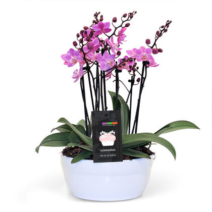 Chic Mini Pink Orchid Planter