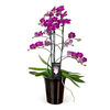 Purple Orchid Maxima Morelia a8097