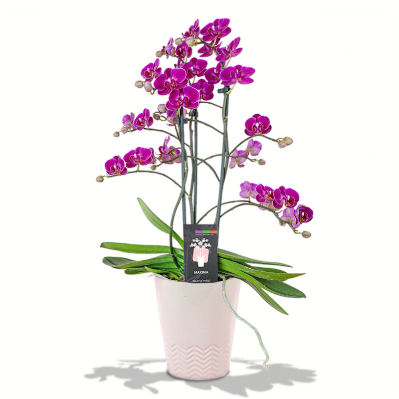 Purple Orchid Maxima Morelia a8097 Online Plant Shop