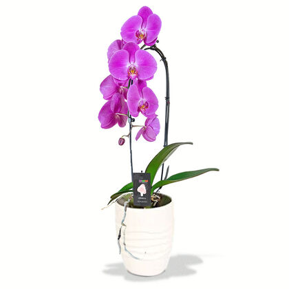 Premium Bloom Cascading Orchid Plant Pink