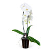 Double Stem Cascading Orchid a8101