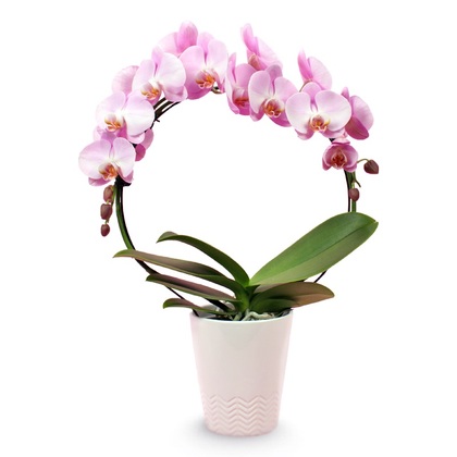 Pink Infinity Circle Orchid