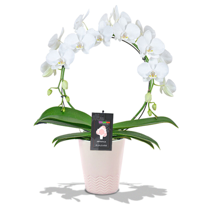 White Infinity Circle Orchid