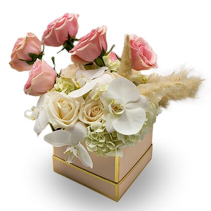 Phalaenopsis Orchids Dancing in Bloom Box
