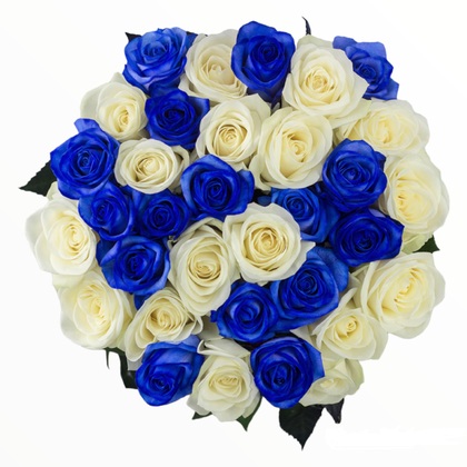 3 Dozen Blue and White Roses