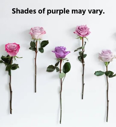 Purple Roses in a Vase