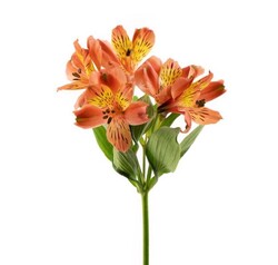 a9265