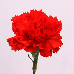 a9269