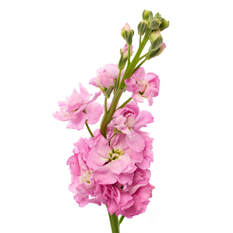 Pink Stock Flower a9293