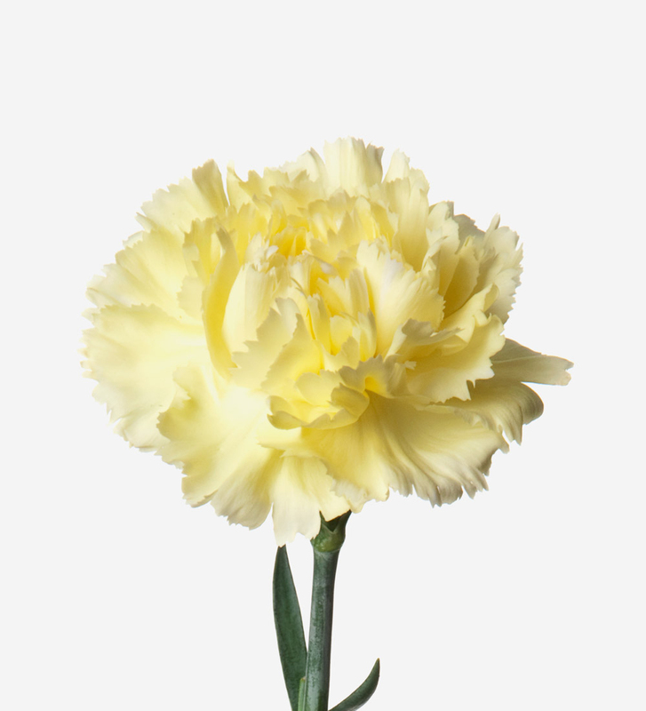 Yellow Carnation Flower a9309 | Flower Delivery | Flower Shop