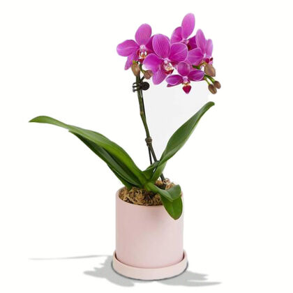 Mini Phalaenopsis Orchid Plant
