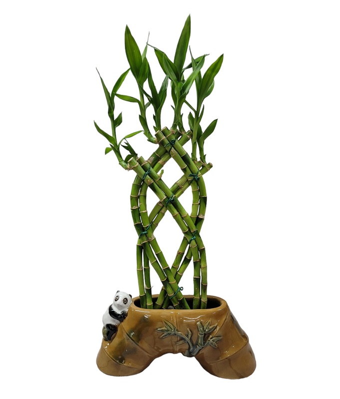Lucky Bamboo Braided Plant Panda a9405 | Online Plant Shop